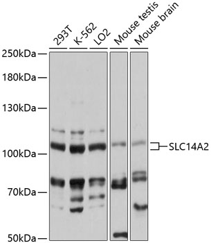 Western blot analysis of extracts of various cell lines using SLC14A2 Polyclonal Antibody at 1:3000 dilution.