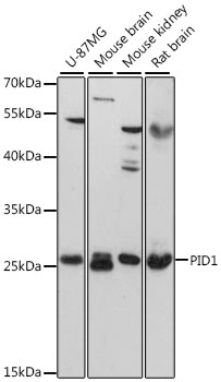 Western blot analysis of extracts of various cell lines using PID1 Polyclonal Antibody at 1:3000 dilution.