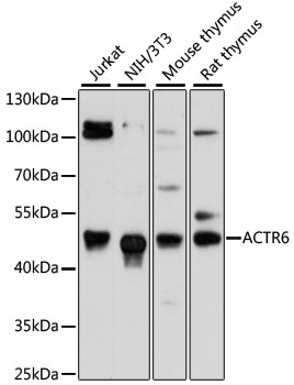 Western blot analysis of extracts of various cell lines using ACTR6 Polyclonal Antibody at 1:3000 dilution.