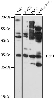 Western blot analysis of extracts of various cell lines using USB1 Polyclonal Antibody at 1:3000 dilution.