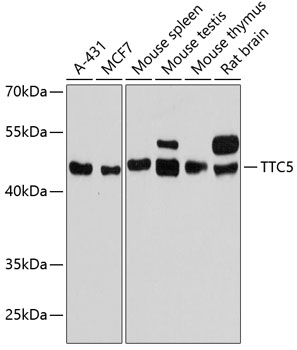 Western blot analysis of extracts of various cell lines using TTC5 Polyclonal Antibody at 1:3000 dilution.