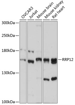 Western blot analysis of extracts of various cell lines using RRP12 Polyclonal Antibody at 1:3000 dilution.