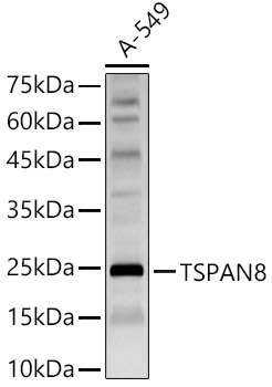 Western blot analysis of A-549 using TSPAN8 Polyclonal Antibody at 1:700 dilution.