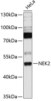 Western blot analysis of extracts of HeLa cells using NEK2 Polyclonal Antibody at 1:1000 dilution.