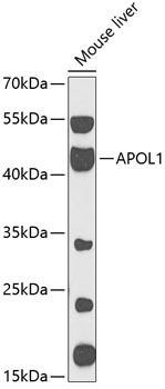 Western blot analysis of extracts of mouse liver using APOL1 Polyclonal Antibody at 1:1000 dilution.