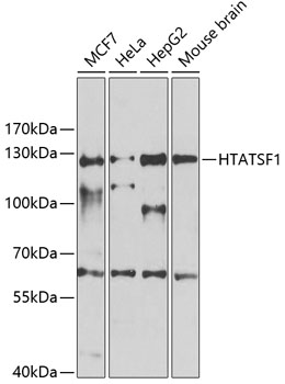 Western blot analysis of extracts of various cell lines using HTATSF1 Polyclonal Antibody at 1:1000 dilution.