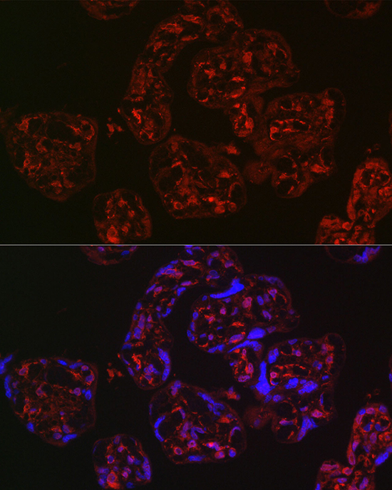 Immunofluorescence analysis of human placenta using WNT2 Polyclonal Antibody at dilution of 1:200 (40x lens). Blue: DAPI for nuclear staining.