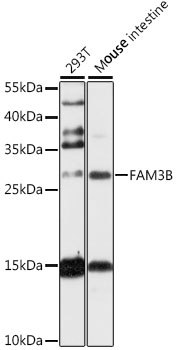 Western blot analysis of extracts of various cell lines using FAM3B Polyclonal Antibody at 1:1000 dilution.