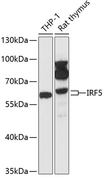 Western blot analysis of extracts of various cell lines using IRF5 Polyclonal Antibody at 1:1000 dilution.