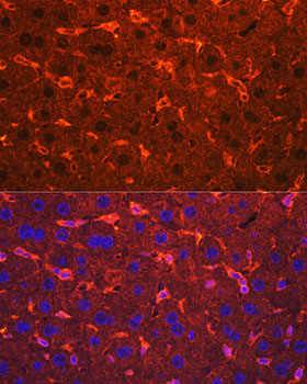 Immunofluorescence analysis of Mouse liver using Ceruloplasmin Polyclonal Antibody atdilution of 1:100. Blue: DAPI for nuclear staining.