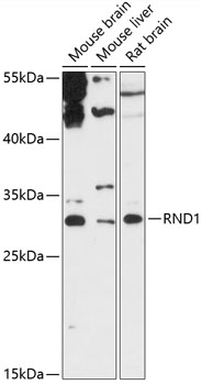 Western blot analysis of extracts of various cell lines using RND1 Polyclonal Antibody at 1:3000 dilution.