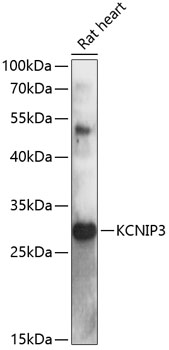 Western blot analysis of extracts of rat heart using KCNIP3 Polyclonal Antibody at 1:3000 dilution.