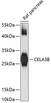 Western blot analysis of extracts of rat pancreas using CELA3B Polyclonal Antibody at 1:3000 dilution.