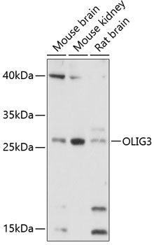 Western blot analysis of extracts of various cell lines using OLIG3 Polyclonal Antibody at 1:3000 dilution.