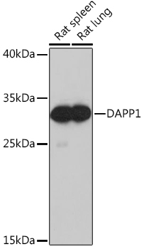 Western blot analysis of extracts of various cell lines using DAPP1 Polyclonal Antibody at 1:1000 dilution.