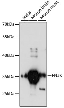 Western blot analysis of extracts of various cell lines using FN3K Polyclonal Antibody at 1:3000 dilution.