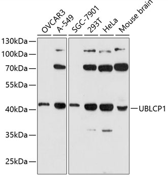 Western blot analysis of extracts of various cell lines using UBLCP1 Polyclonal Antibody at 1:3000 dilution.