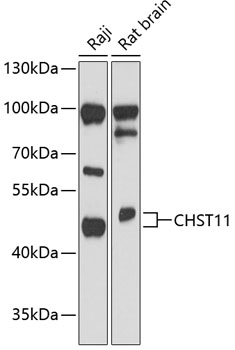 Western blot analysis of extracts of various cell lines using CHST11 Polyclonal Antibody at 1:3000 dilution.