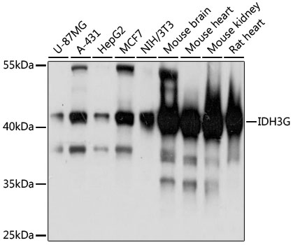 Western blot analysis of extracts of various cell lines using IDH3G Polyclonal Antibody at 1:3000 dilution.