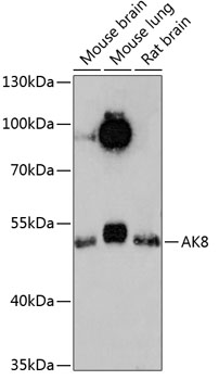 Western blot analysis of extracts of various cell lines using AK8 Polyclonal Antibody at 1:3000 dilution.