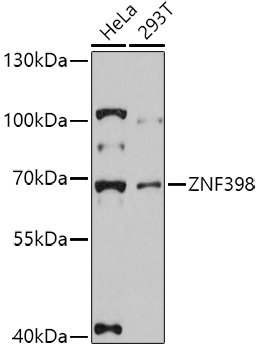 Western blot analysis of extracts of various cell lines using ZNF398 Polyclonal Antibody at 1:3000 dilution.