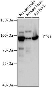 Western blot analysis of extracts of various cell lines using RIN1 Polyclonal Antibody at 1:3000 dilution.