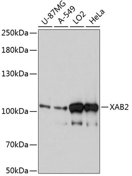 Western blot analysis of extracts of various cell lines using XAB2 Polyclonal Antibody at 1:3000 dilution.