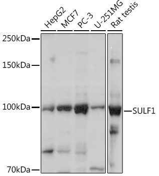 Western blot analysis of extracts of various cell lines using SULF1 Polyclonal Antibody at1:1000 dilution.