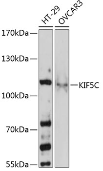 Western blot analysis of extracts of various cell lines using KIF5C Polyclonal Antibody at 1:3000 dilution.