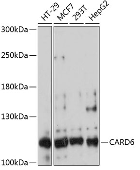 Western blot analysis of extracts of various cell lines using CARD6 Polyclonal Antibody at 1:3000 dilution.