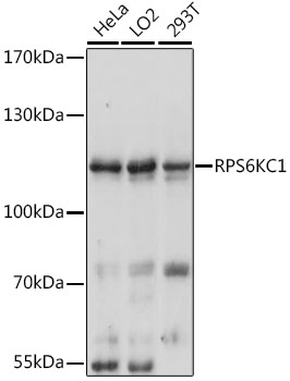 Western blot analysis of extracts of various cell lines using RPS6KC1 Polyclonal Antibody at 1:3000 dilution.