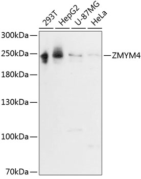 Western blot analysis of extracts of various cell lines using ZMYM4 Polyclonal Antibody at 1:3000 dilution.