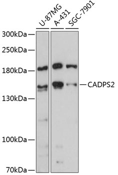 Western blot analysis of extracts of various cell lines using CADPS2 Polyclonal Antibody at 1:3000 dilution.