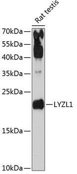 Western blot analysis of extracts of rat testis using LYZL1 Polyclonal Antibody at 1:3000 dilution.