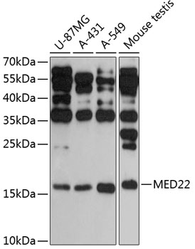 Western blot analysis of extracts of various cell lines using MED22 Polyclonal Antibody at 1:3000 dilution.