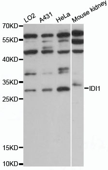 Western blot analysis of extracts of various cell lines using IDI1 Polyclonal Antibody at 1:1000 dilution.