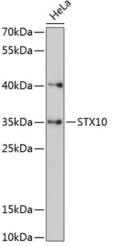 Western blot analysis of extracts of HeLa cells using STX10 Polyclonal Antibody at 1:3000 dilution.