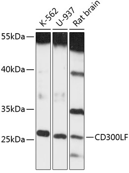 Western blot analysis of extracts of various cell lines using CD300LF Polyclonal Antibody at 1:3000 dilution.