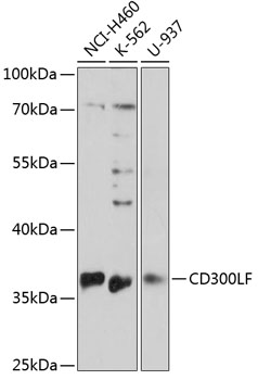 Western blot analysis of extracts of various cell lines using CD300LF Polyclonal Antibody at 1:3000 dilution.