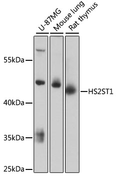 Western blot analysis of extracts of various cell lines using HS2ST1 Polyclonal Antibody at 1:3000 dilution.