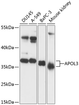 Western blot analysis of extracts of various cell lines using APOL3 Polyclonal Antibody at 1:3000 dilution.