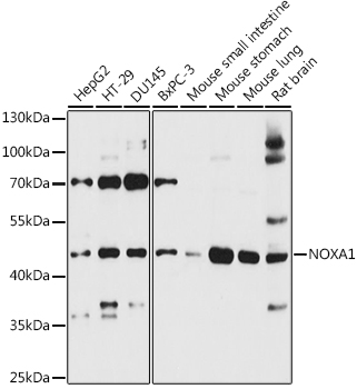 Western blot analysis of extracts of various cell lines using NOXA1 Polyclonal Antibody at 1:3000 dilution.