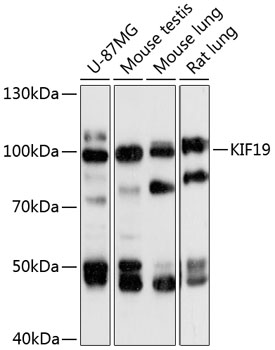 Western blot analysis of extracts of various cell lines using KIF19 Polyclonal Antibody at 1:3000 dilution.