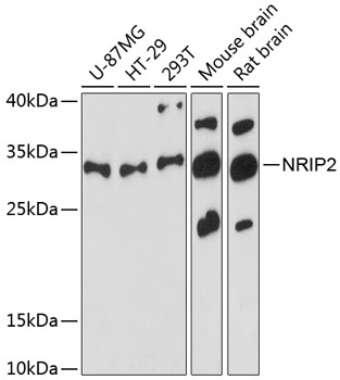 Western blot analysis of extracts of various cell lines using NRIP2 Polyclonal Antibody at 1:3000 dilution.