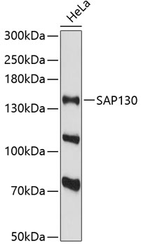 Western blot analysis of extracts of HeLa cells using SAP130 Polyclonal Antibody at 1:3000 dilution.