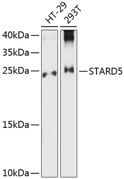 Western blot analysis of extracts of various cell lines using STARD5 Polyclonal Antibody at 1:300 dilution.