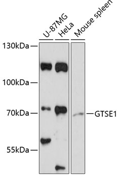 Western blot analysis of extracts of various cell lines using GTSE1 Polyclonal Antibody at 1:3000 dilution.