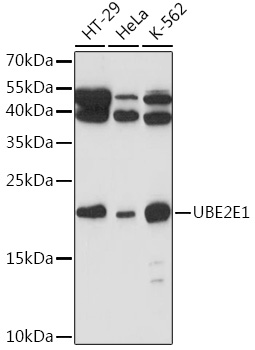 Western blot analysis of extracts of various cell lines using UBE2E1 Polyclonal Antibody at1:1000 dilution.