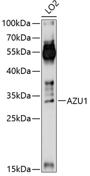 Western blot analysis of extracts of LO2 cells using AZU1 Polyclonal Antibody at 1:1000 dilution.