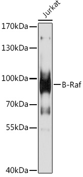 Western blot analysis of extracts of Jurkat cells using B-Raf Polyclonal Antibody at 1:1000 dilution.